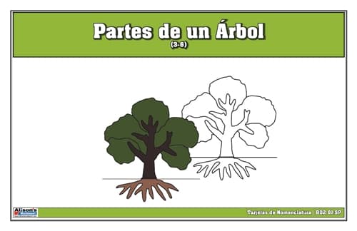 Nomenclatura: Partes del Árbol (3-6)