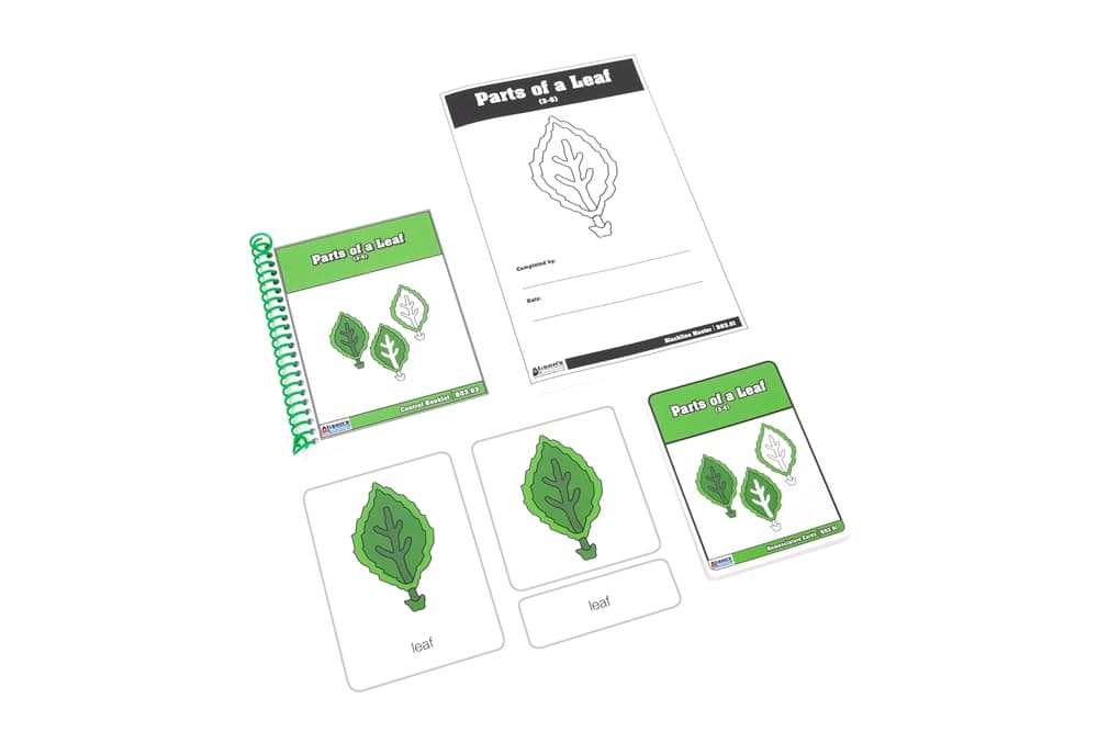 Nomenclature Cards: Leaf Parts (3–6)