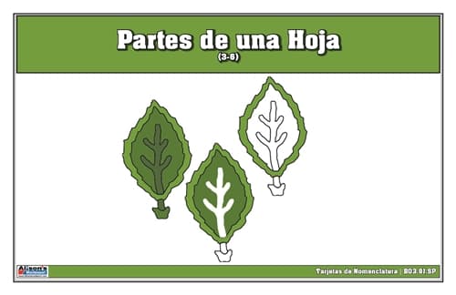 Tarjetas Partes de una Hoja 3-6