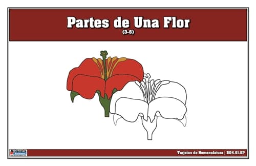 Tarjetas de Partes de una Flor (Edades 3-6)