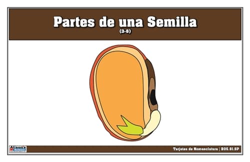 Partes de una Semilla 3-6 (Tarjetas, Laminar)