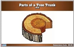 Parts of a Tree Trunk (Nomenclature 6–9)