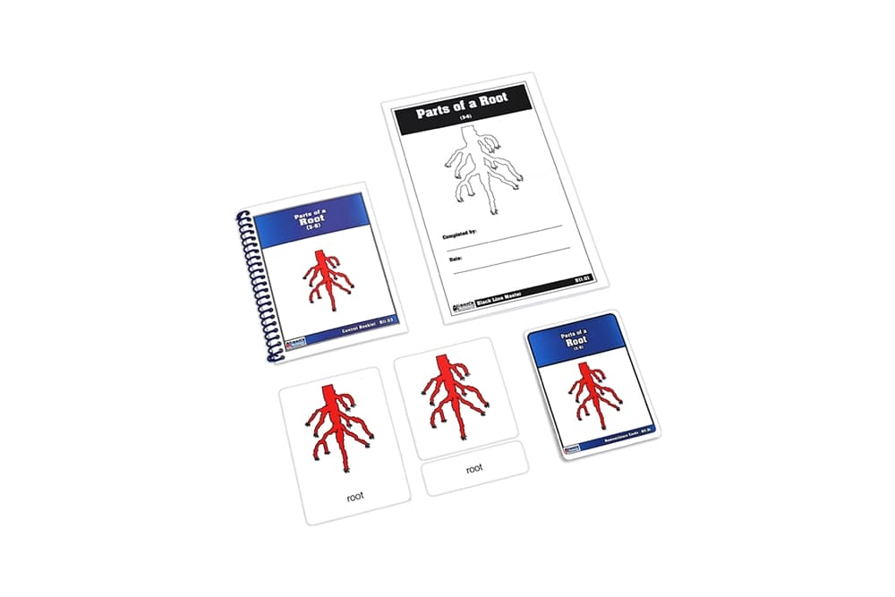 Parts of a Root Nomenclature Cards 3-6
