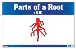 Parts of a Root Nomenclature Cards 6-9