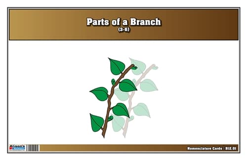 Parts of a Branch Nomenclature Cards 3-6