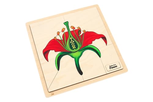 Parts of a Flower Puzzle and Cards (Printed) (6-9)