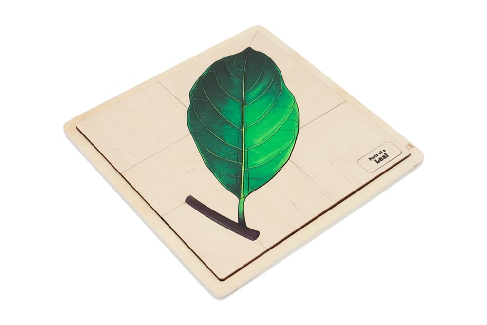 Parts of a Leaf Puzzle