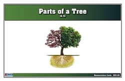 Parts of a Tree Nomenclature Cards