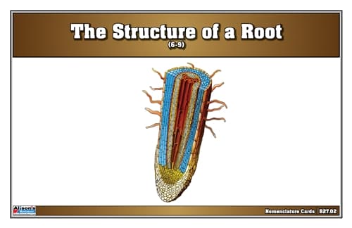 The Structure of a Root Nomenclature Cards