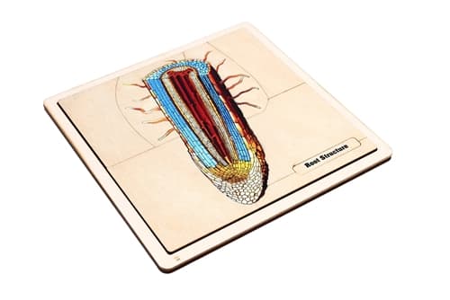 The Structure of a Root Puzzle and Cards (3-6)