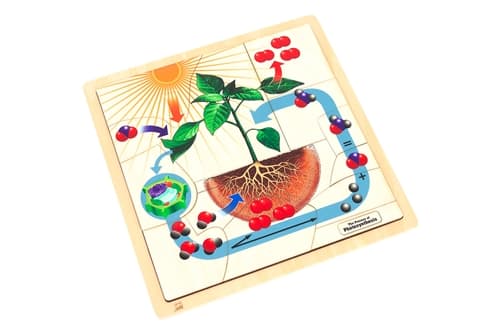 The Process of Photosynthesis Set (3-6)