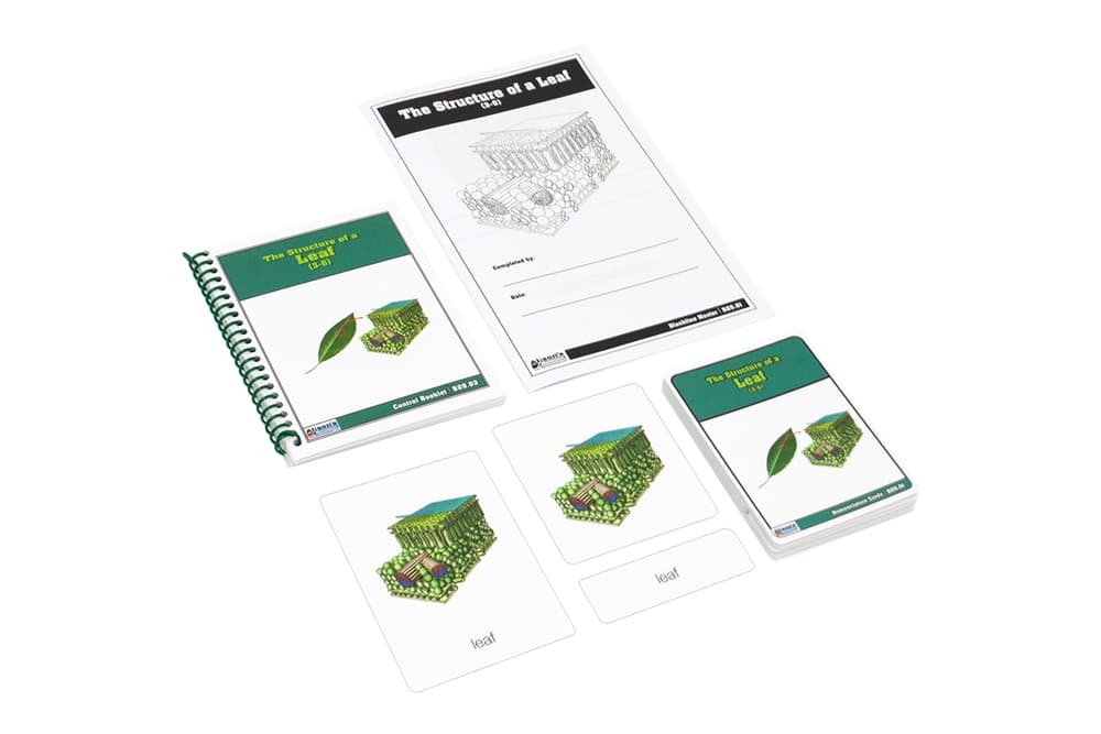 The Structure of a Leaf Nomenclature Cards