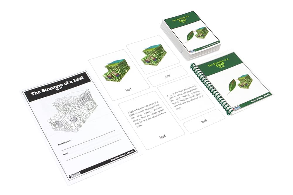 The Structure of a Leaf Nomenclature Cards