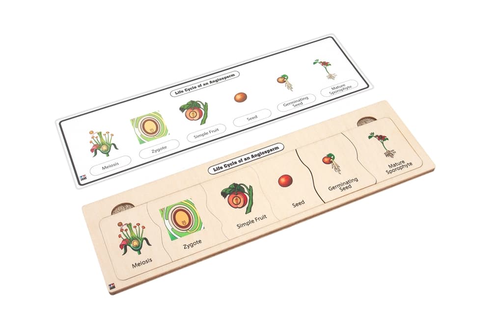 Life Cycle Puzzle: Angiosperm