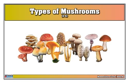 Types of Mushrooms Nomenclature Cards