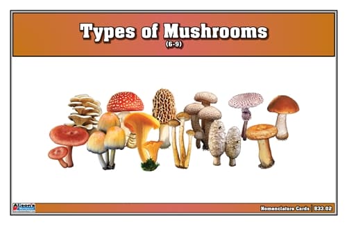Types of Mushrooms Nomenclature Cards