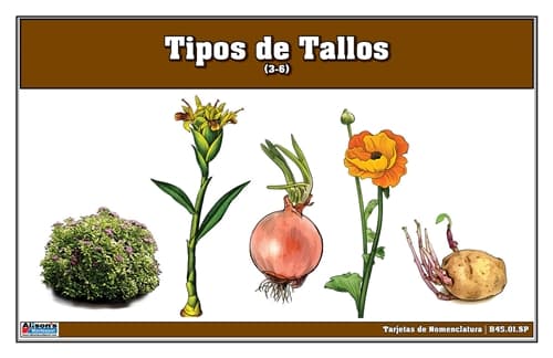 Tarjetas Nomenclatura Tipos de Tallos 3-6