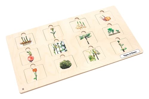 Types of Stems Puzzle and Cards 6-9