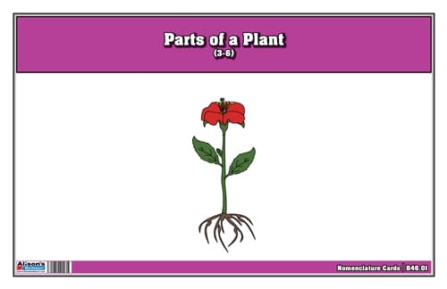 Part of a Plant Nomenclature Cards 3-6