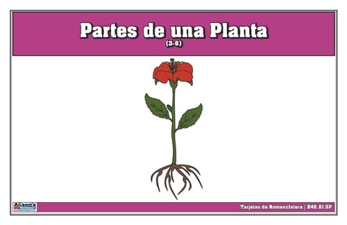 Tarjetas Nomenclatura Parte de una Planta 3-6