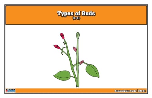 Types of Buds Nomenclature Cards 3-6