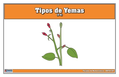 Tarjetas Nomenclatura Tipos de Yemas 3-6