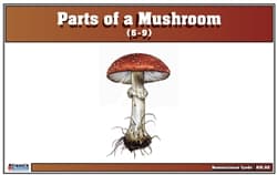 Mushroom Parts Nomenclature Cards (6–9)