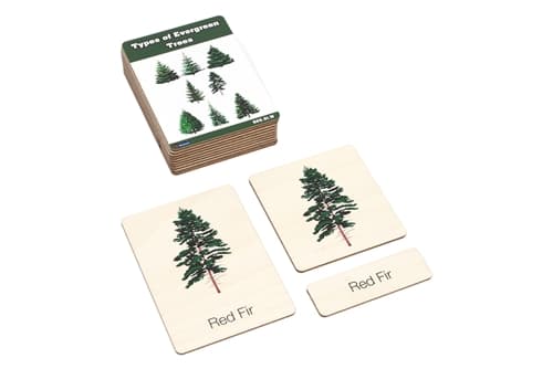 Types of Evergreen Trees Wooden Cards (3-6)