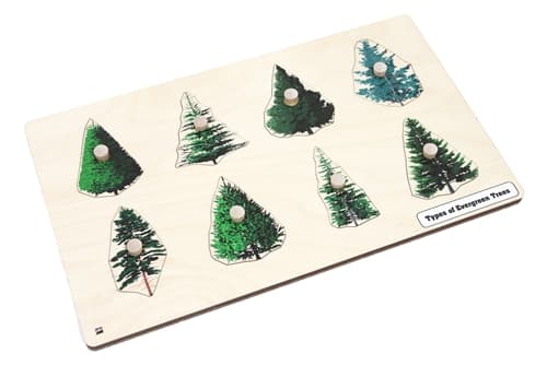 Types of Evergreen Trees Puzzle