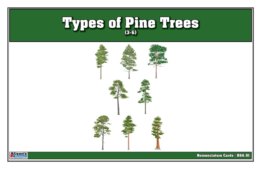 Types of Pine Trees Print  Nomenclature Cards 3-6