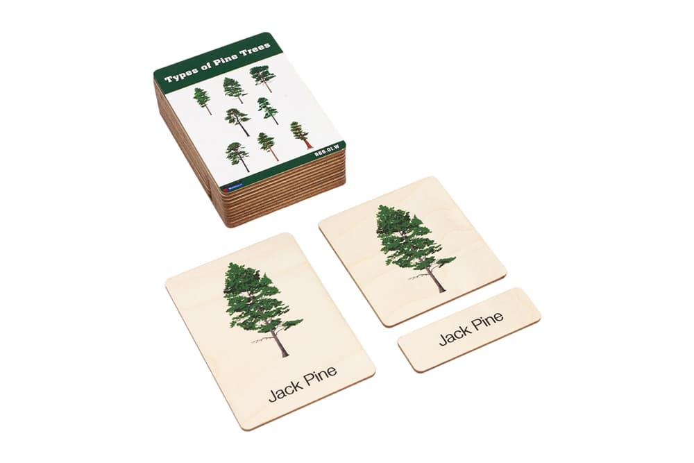 Types of Pine Trees Wooden Nomenclature Cards 3-6