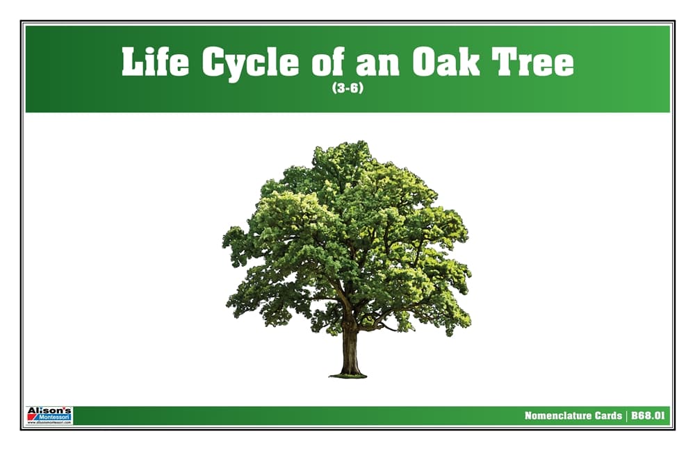 Life Cycle of an Oak Tree