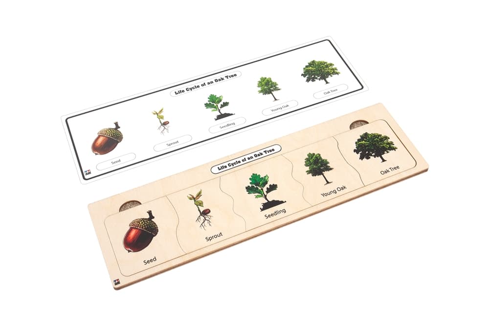 Life Cycle Puzzle: Oak Tree