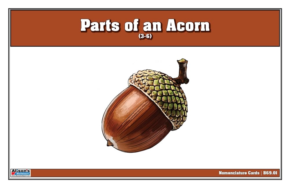 Parts of an Acorn Nomenclature Cards 3-6 Printed
