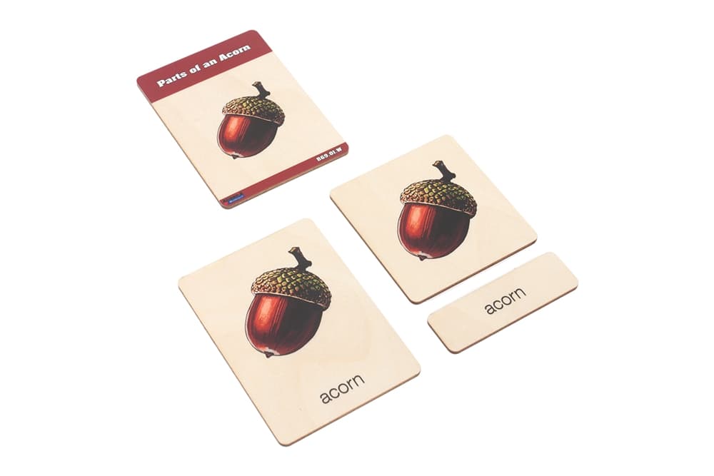 Parts of an Acorn Wooden Nomenclature Cards (3-6)