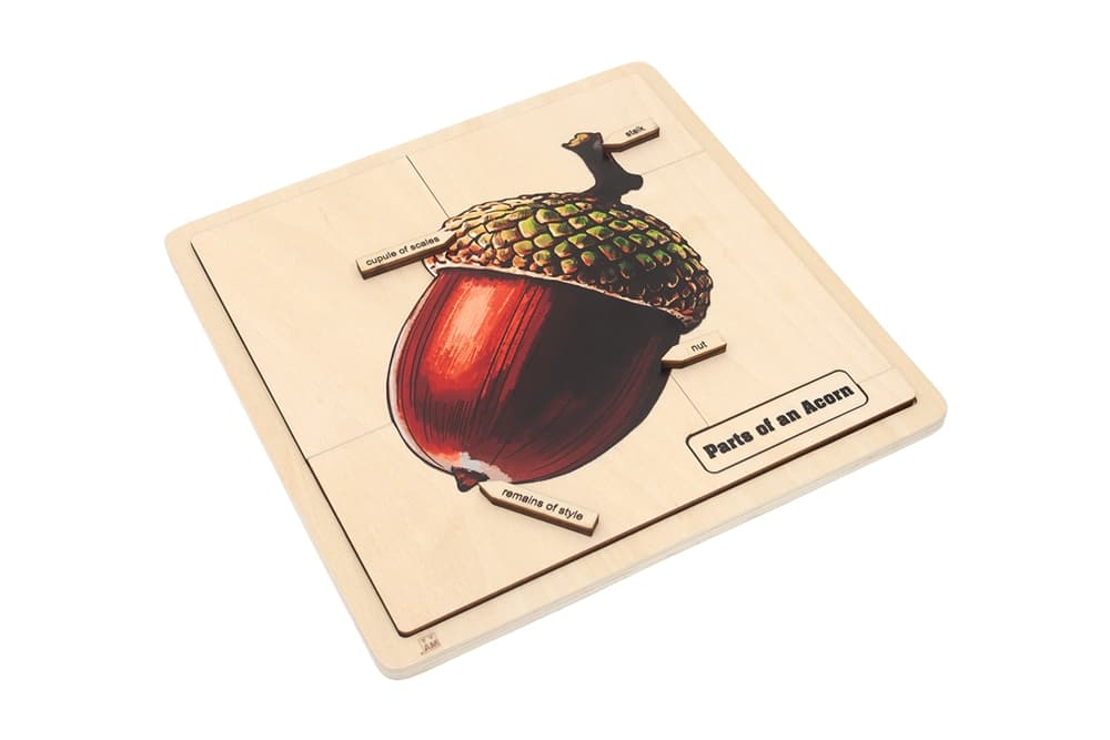 Parts of an Acorn Puzzle & Nomenclature Cards 3-6