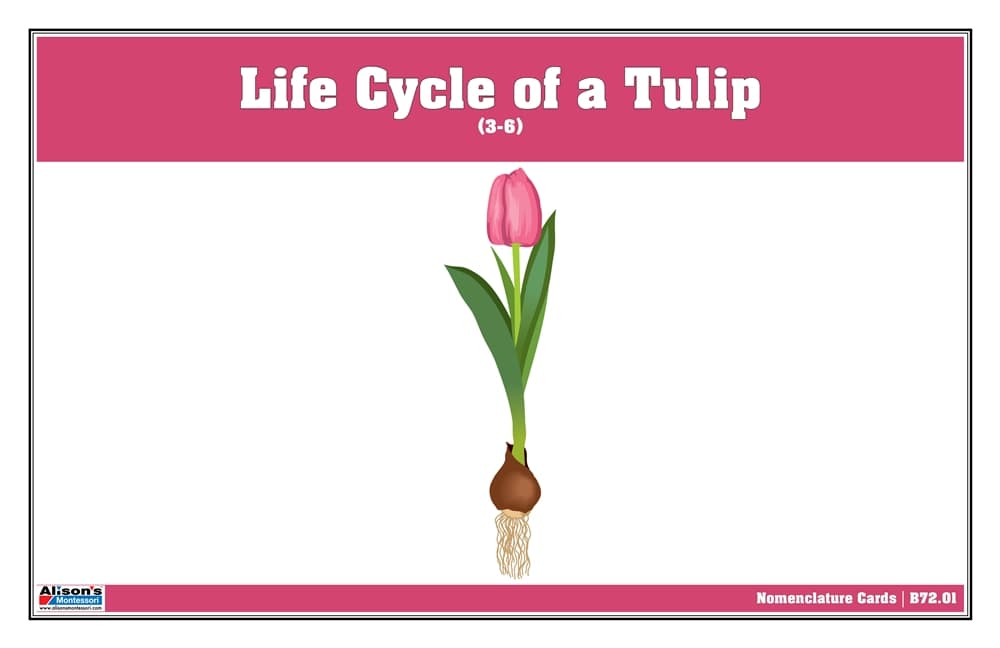 Life Cycle of a Tulip Nomenclature Cards (3-6)
