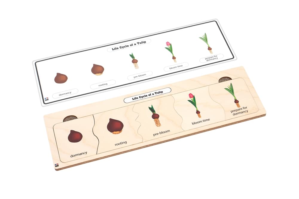 Life Cycle Puzzle: Tulip