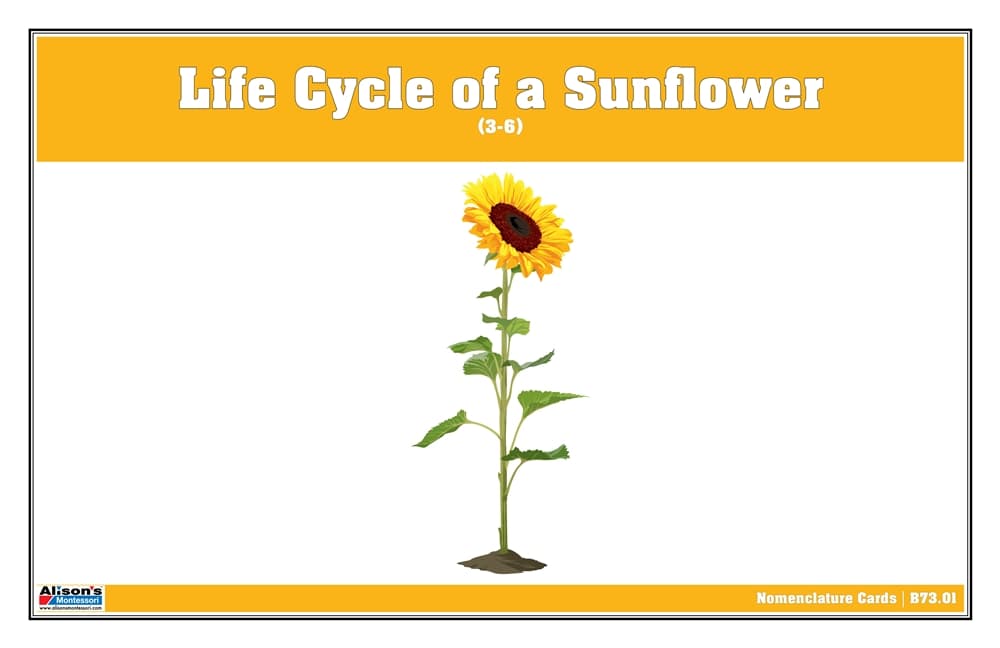 Sunflower Life Cycle Nomenclature Cards 3–6