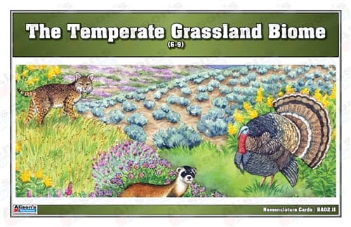 Temperate Grassland Nomenclature Cards 6–9
