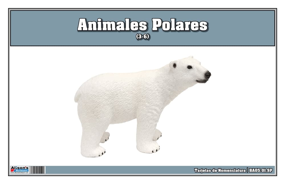 Tarjetas Nomenclatura Animales Región Polar