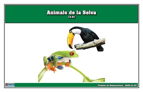 Tarjetas Nomenclatura Animales Selva Tropical