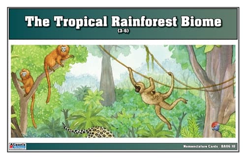 Tropical Rainforest Nomenclature Cards 3–6
