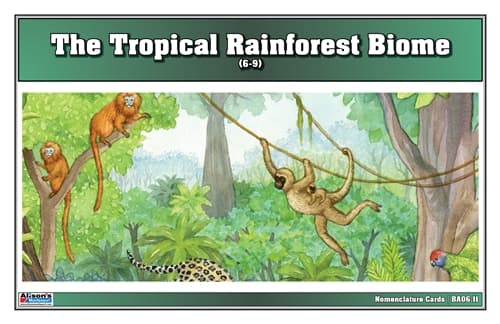 Tropical Rainforest Nomenclature Cards 6–9