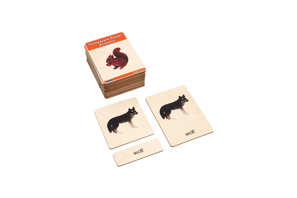 Temperate Forest Animals – Cards (3–6)