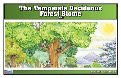 Temperate Deciduous Nomenclature Cards 3–6