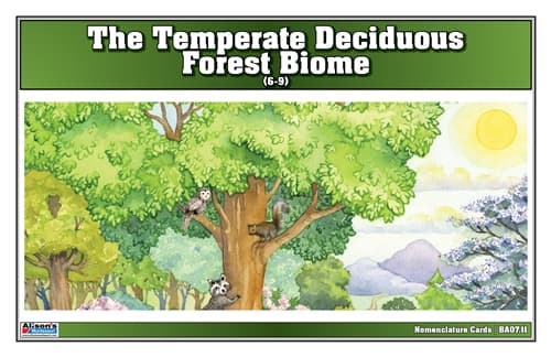 Temperate Deciduous Nomenclature Cards 6–9