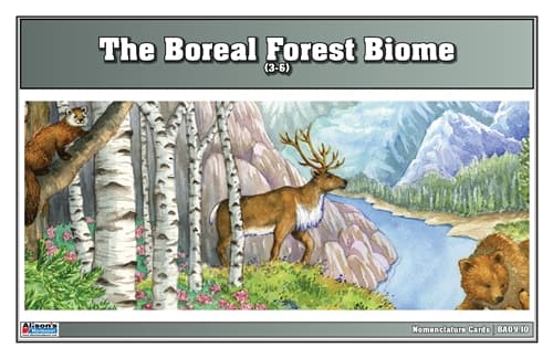 Boreal Forest Nomenclature Cards 3–6