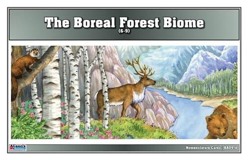 Boreal Forest Nomenclature Cards 6–9