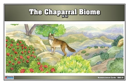Temperate Coniferous Nomenclature Cards 6–9